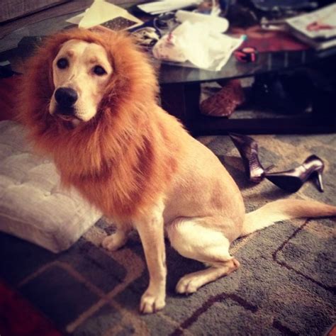 19 Costumes That Prove Labradors Always Win At Halloween