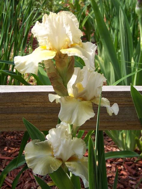 Irises Cubit Our Iris Database Database Lenora Suzette Iris Bloom