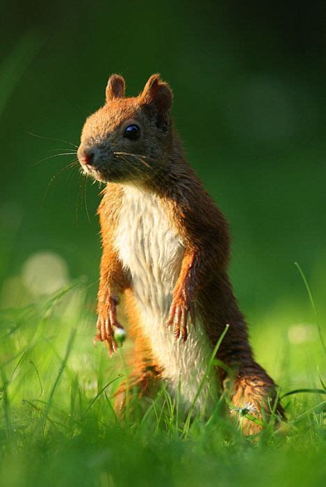 Awesome Squirrels 100 Pics