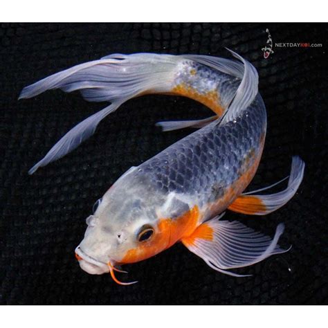 Butterfly Koi Fish For Sale Butterfly Mania