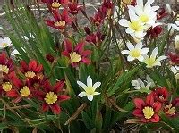 毎日の誕生花を花のうんちく、伝説、エピソードとともに紹介するサイト 366日・誕生花の辞典：1年間の花ことば 花言葉 誕生日の花の図鑑 366日・誕生花の辞典 6月9日の誕生花 スパラキシスの花言葉「神秘な人」、三色に ...