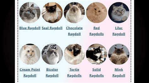 All Ragdoll Cat Colours And Patterns Theblogsites