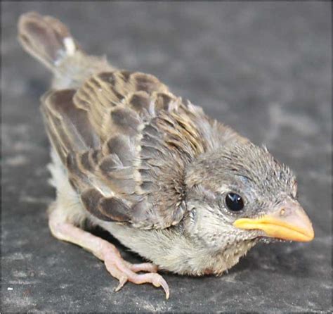 Newborn House Sparrow