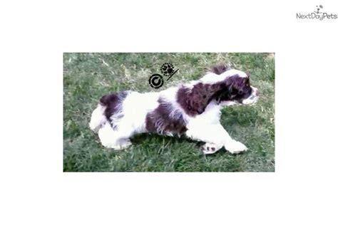 Toys are a must for dogs of all ages, especially for curious playful pups. Banq: Cocker Spaniel puppy for sale near Phoenix, Arizona. | ee5c994d-0e31