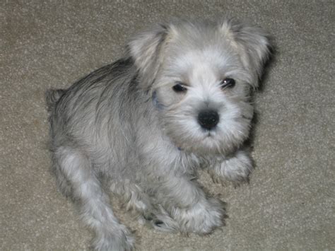 Schnauzer (miniature) puppies and dogs. Cute Puppy Dogs: White Miniature Schnauzer Puppies