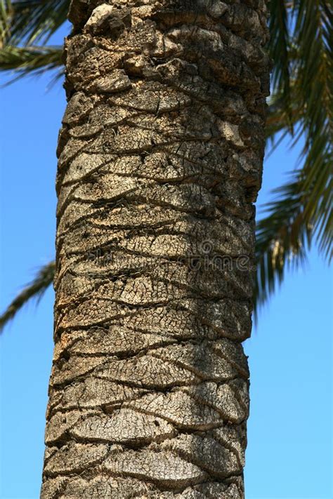 How to trim palm tree trunk is what every gardener who has palm trees should know. Trunk Of The Palm Trees With Fungus Stock Photo - Image of ...