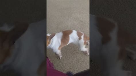 Dog Humps My Legshort Video Youtube