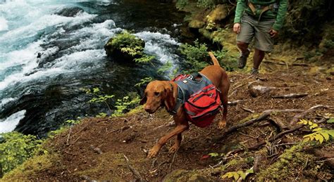 Hiking Or Backpacking With Your Dogrei Co Op Simple