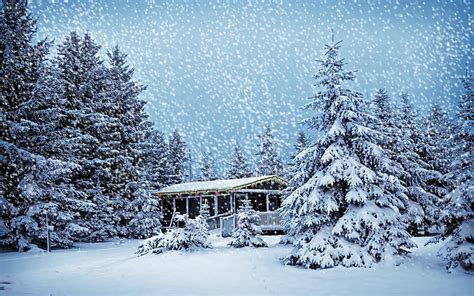 3840x2160px Free Download Hd Wallpaper Pine Trees Winter Snow