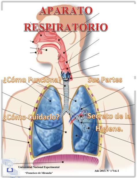 El Aparato Respiratorio By Willy Barboza Issuu