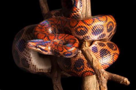 Brazilian Rainbow Boa Care Appearance Enclosure And Temperament