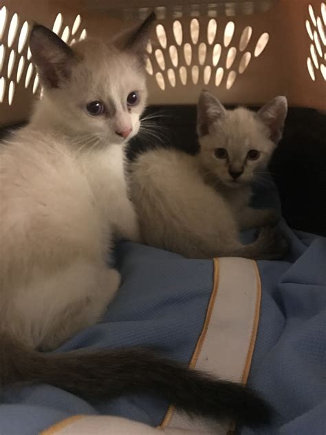 Lykois are an active cat that enjoys games, playing around with people and independently, and loves a good hunt. Siamese Cats For Sale | Chino Hills, CA #237550 | Petzlover