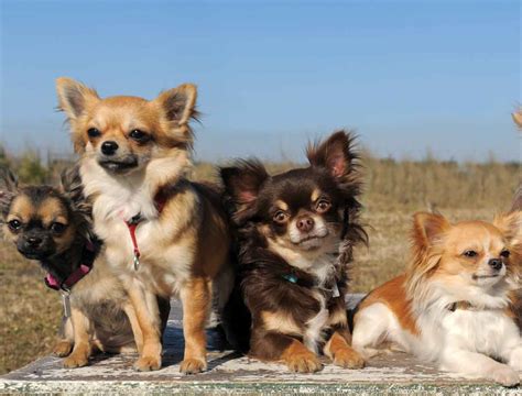 Die Kleinste Hund Der Welt Die 10 Kleinsten Hunderassen Der Take