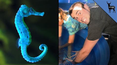 Seahorses Are Actually Friendly Youtube