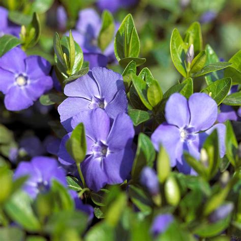 Periwinkle Better Homes And Gardens