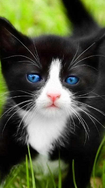 Cute Black And White Cat Blue Eyes
