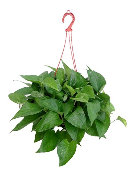Money Plant Green Potted Hanging
