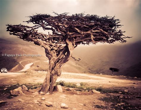 Frankincense Tree In Dhofar Oman Park Photography Travel