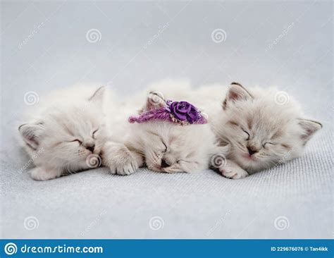 Ragdoll Kittens Photos Newborn Style Stock Photo Image Of Looking