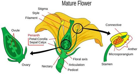 Male Flower Parts Diagram