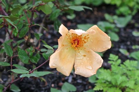 Five Petaled Apricot Rose In My Garden In The Napa Valley Beautiful