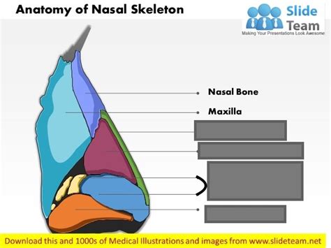 Cdis Anatomy External Nose Cartilage Diagram Quizlet