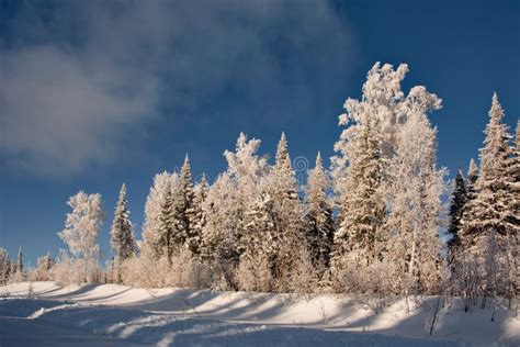 Impassable Snow Covered Siberian Taiga Stock Photo Image Of Nature
