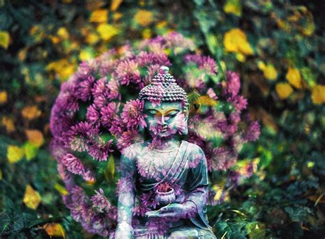 Buddha Blume Buddhismus · Kostenloses Bild Auf Pixabay