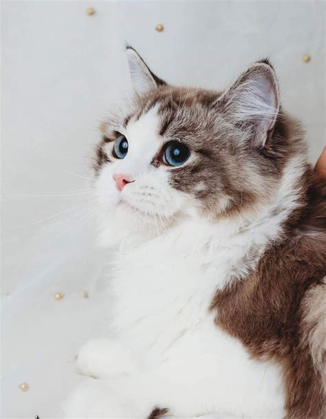Seal Mink Lynx Bicolor Ragdoll Beautiful Cats Cute Cats And Kittens