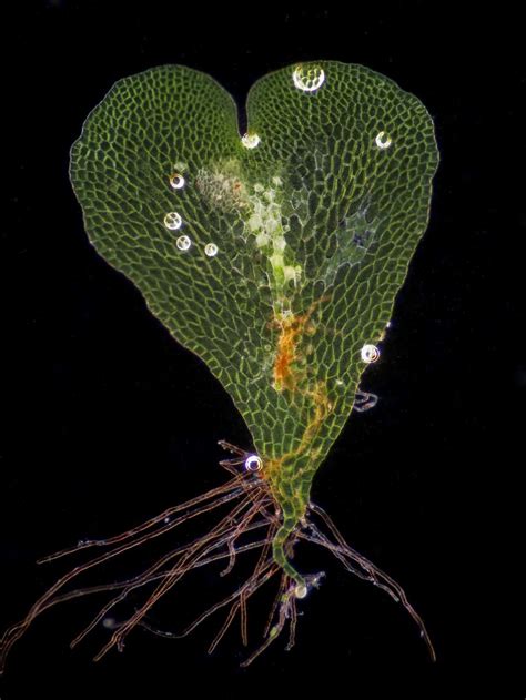 Fern Gametophyte 2010 Photomicrography Competition Nikons Small World