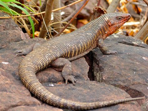 South African Reptiles