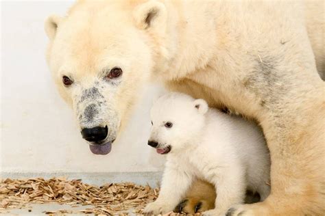 berlin s polar bear cub growing fast public debut soon north island gazette