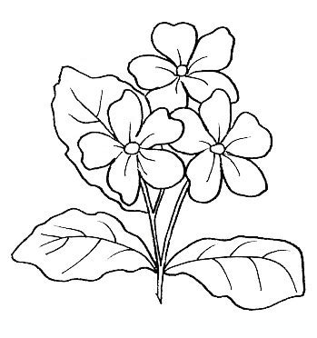 Il linguaggio dei fiori giapponese è chiamato hanakotoba. primula disegni da colorare per adulti e ragazzi