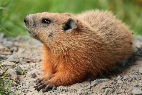 The groundhog died a week after mr. Groundhog Killed After Being Dropped by New York Mayor ...