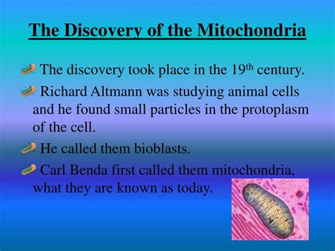 Ppt Mitochondria Powerpoint Presentation Free Download Id2369112
