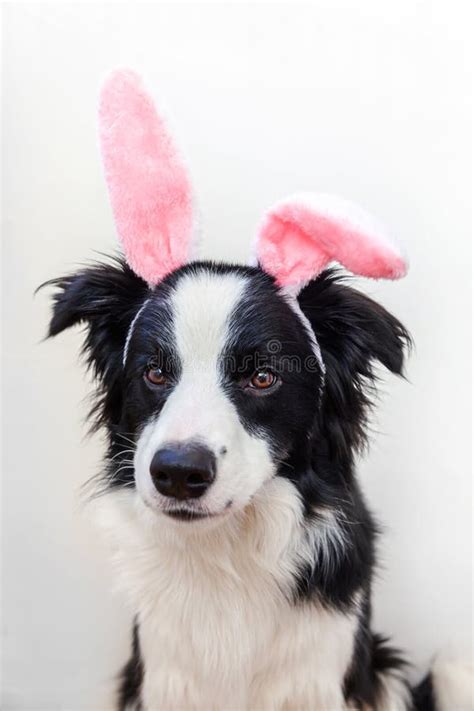 Happy Easter Concept Funny Portrait Of Cute Smilling Puppy Dog Border