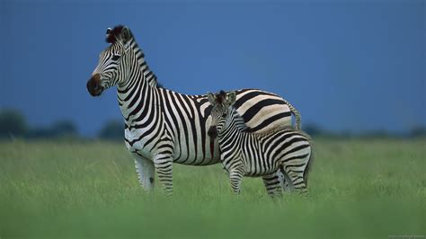 Tải Download Hình Nền Con Ngựa Vằn Zebra 4k Ultra Full Hd