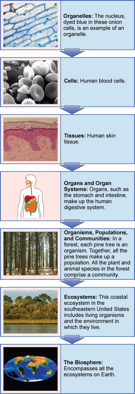 Themes And Concepts Of Biology Boundless Biology