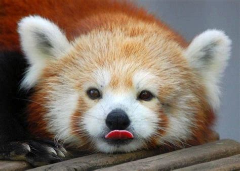 Red Panda Bear Sticking Out Tongue Fluffy Animals Small Animals Wild