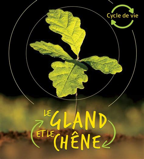 Le Gland Et Le Chêne Cycle De Vie By Camilla De La Bedoyere Goodreads