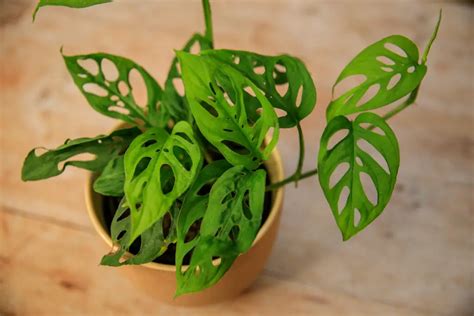 Monstera Adansonii How To Care For Your Swiss Cheese Plant Tbgi