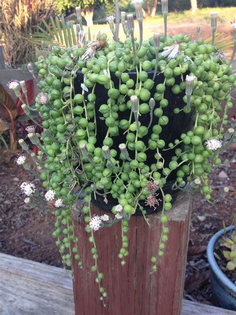 As you become a more experienced succulent gardener, you may want to experiment with the various methods of succulent propagation. Pin on Succulents in my collection