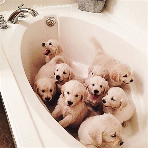 Bath Time Cute Animals Cute Baby Animals Puppies