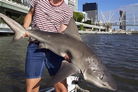 swan river shark attack a rare event but experts say bull sharks exist in most of our rivers