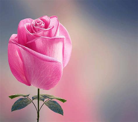 1080P Descarga Gratis Hermosa Rosa Hermosa Rosa Fondo De Pantalla