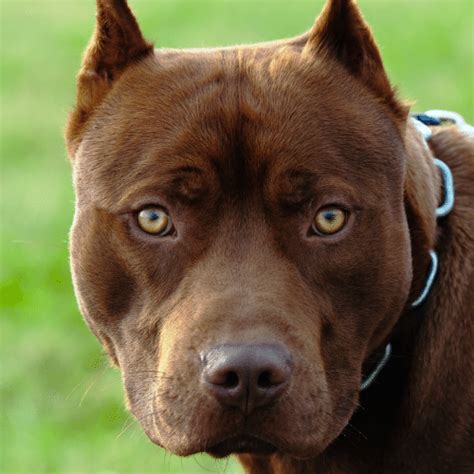 Razor Edge Pitbull Breed Profile And Information