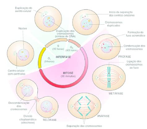 Fases Do Ciclo Celular Download Scientific Diagram