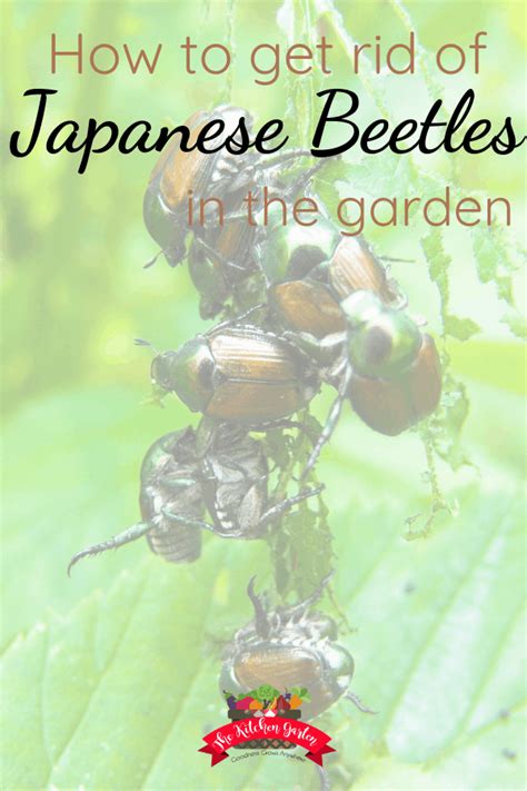 How To Get Rid Of Japanese Beetles The Kitchen Garten