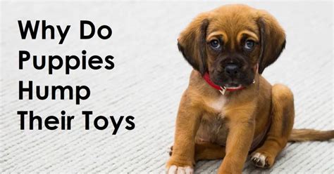 Why Do Puppies Hump Their Toys