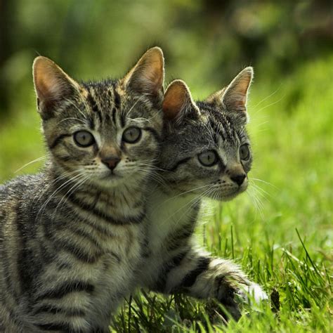 Theincredible Twoheaded Kitten By Aconitum Napellus On Deviantart